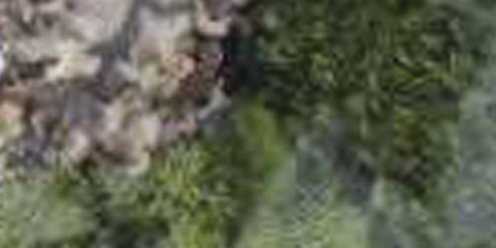 Variety Pack Moss 108.5 Cubic Inches