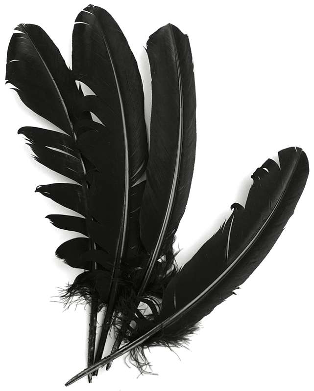 Turkey Quill Feathers 4/Pkg Black