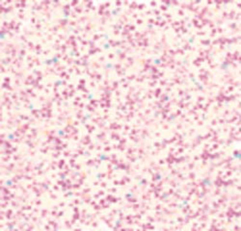 Stickles Glitter Glue .5oz Crystal